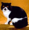 Exotic Shorthair North Carolina